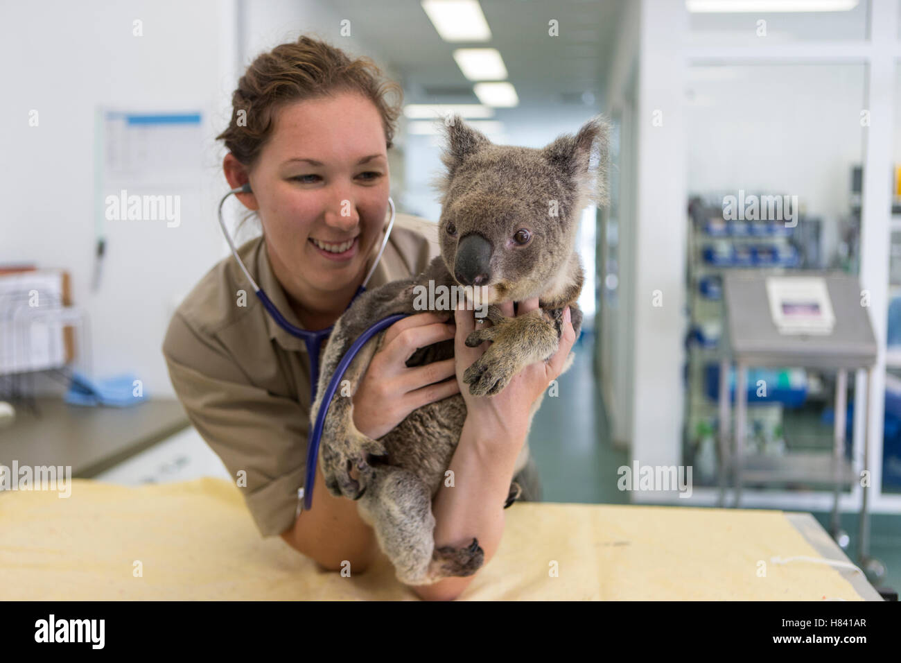 Koala (Phascolarctos cinereus) sick with KoRv retrovirus being held by Hospital Manager Patricia Swift, Currumbin Wildlife Stock Photo
