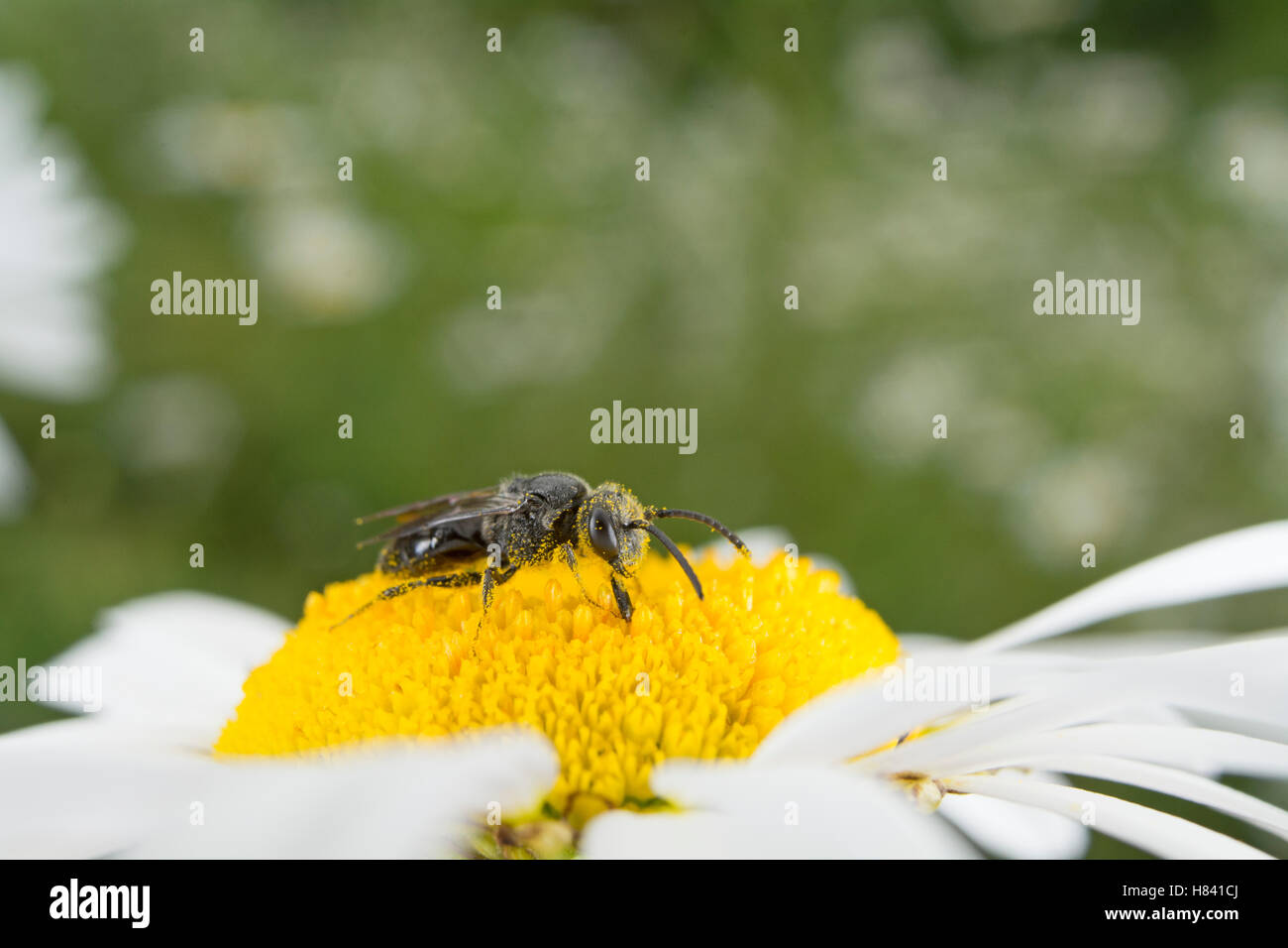 Small Carpenter Bee (Ceratina sp) pollinating a daisy, Nova Scotia
