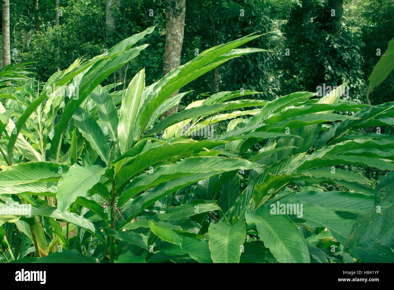 Spice plantation. Stock Photo