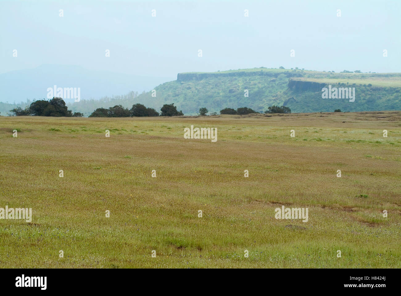 Kaas plateau, a plateau of flowers, near Satara, Maharashtra Stock Photo Alamy