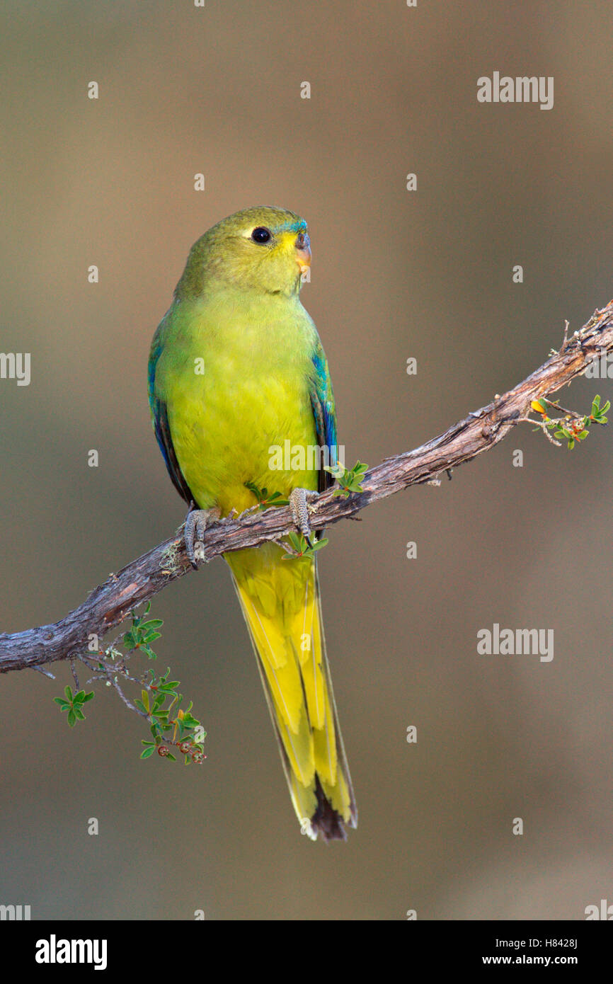 Elegant Parrot (Neophema elegans), Sterling Range, Australia Stock