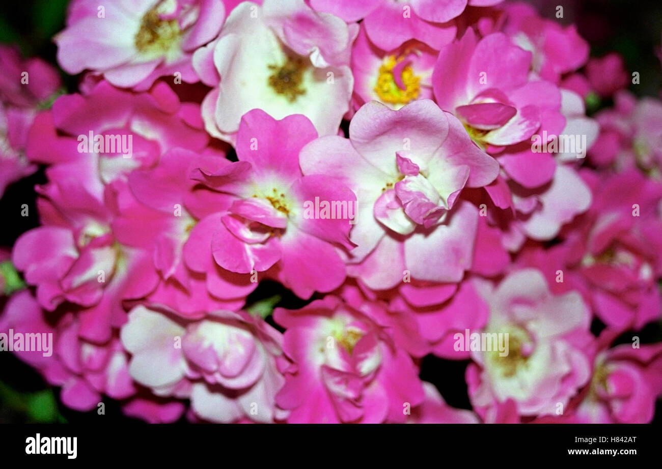 A Bunch Of Roses Short Set main image 0