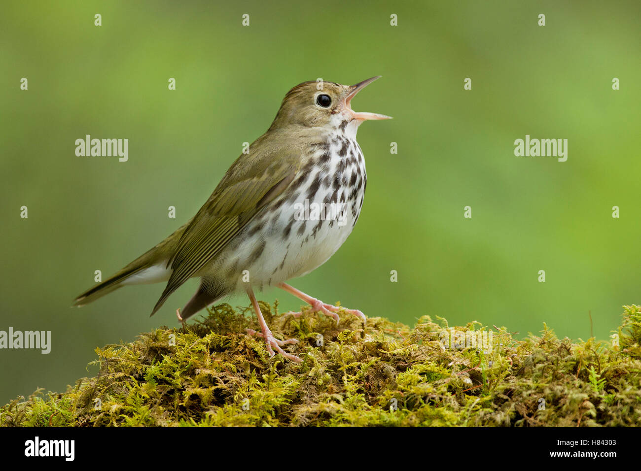 Ovenbird (Seiurus aurocapilla) singing Stock Photo Alamy