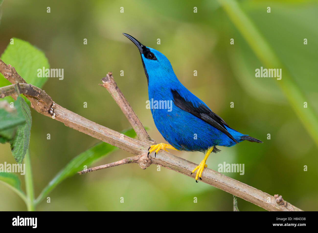 Shining Honeycreeper (Cyanerpes lucidus) male, Costa Rica Stock Photo