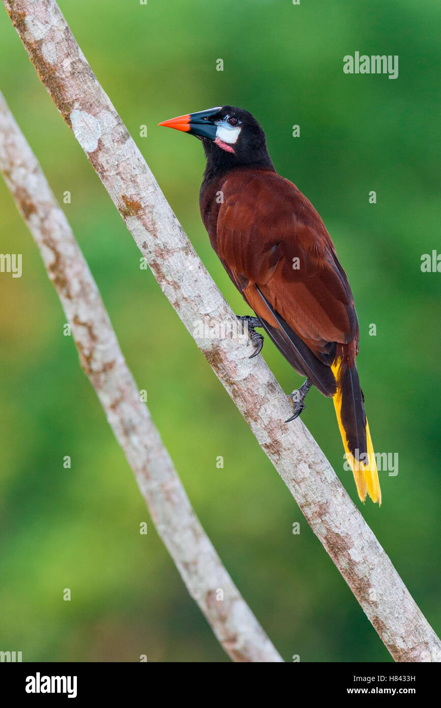 Montezuma Oropendola (Psarocolius montezuma), Costa Rica Stock Photo