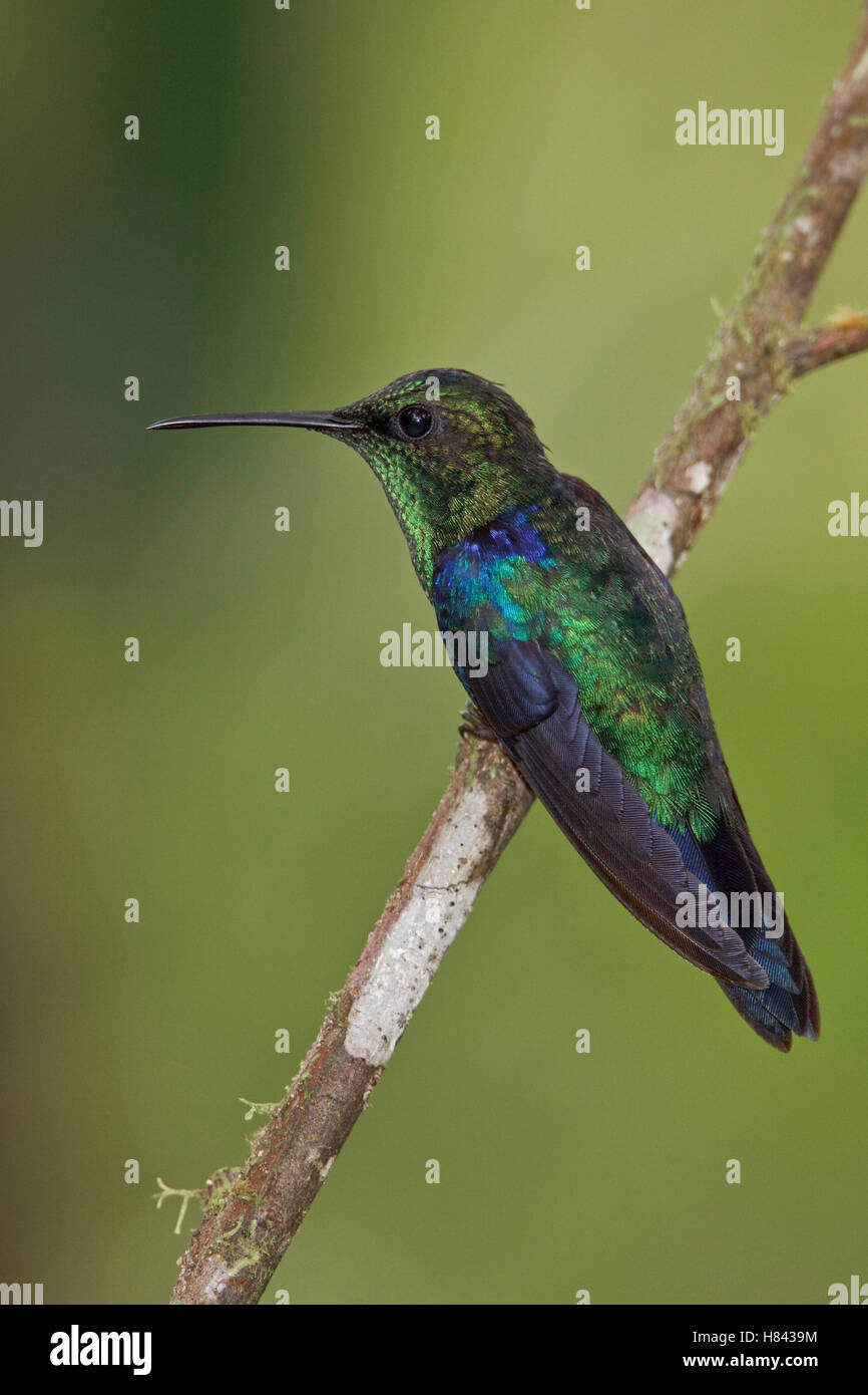 Green-crowned Woodnymph (Thalurania fannyi) male, Ecuador Stock Photo ...