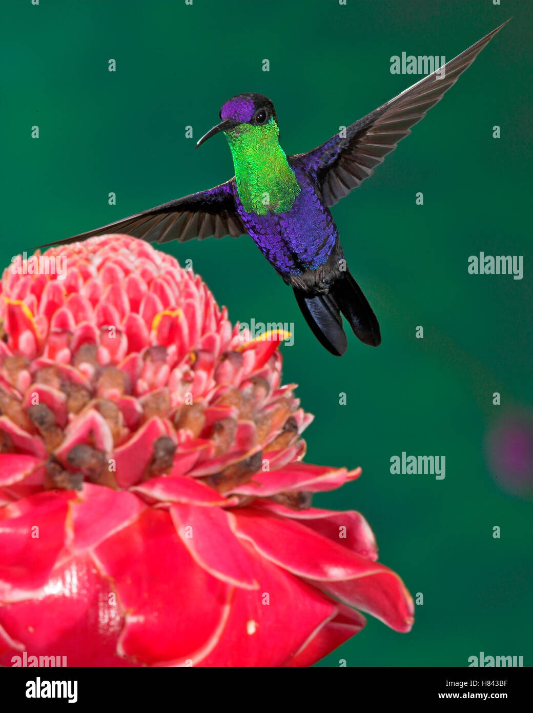 Violetcrowned Woodnymph (Thalurania colombica) male, Costa Rica Stock