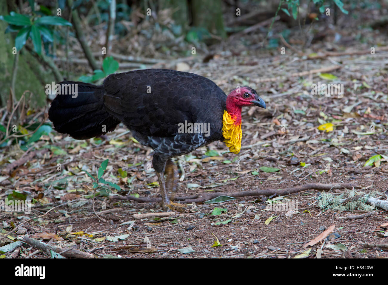 Australian Brush Turkey (Alectura lathami), Queensland, Australia Stock