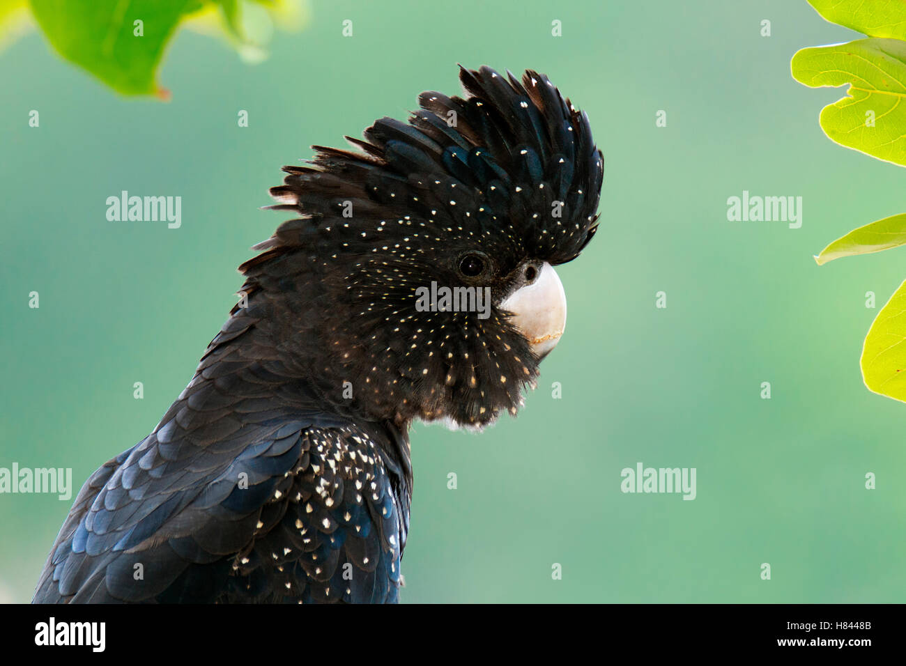 Redtailed BlackCockatoo (Calyptorhynchus banksii), Island