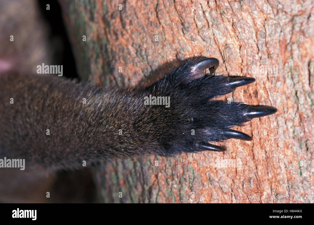 Treekangaroo (Dendrolagus paw, Australia Stock