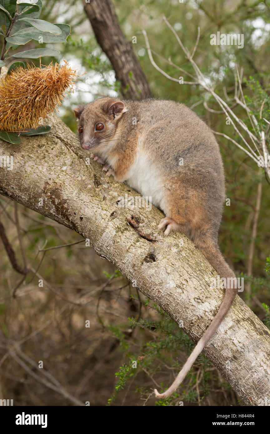 Common Ringtail Possum (Pseudocheirus peregrinus)in tree, Australian Reptile Park, New South Wales, Australia Stock Photo