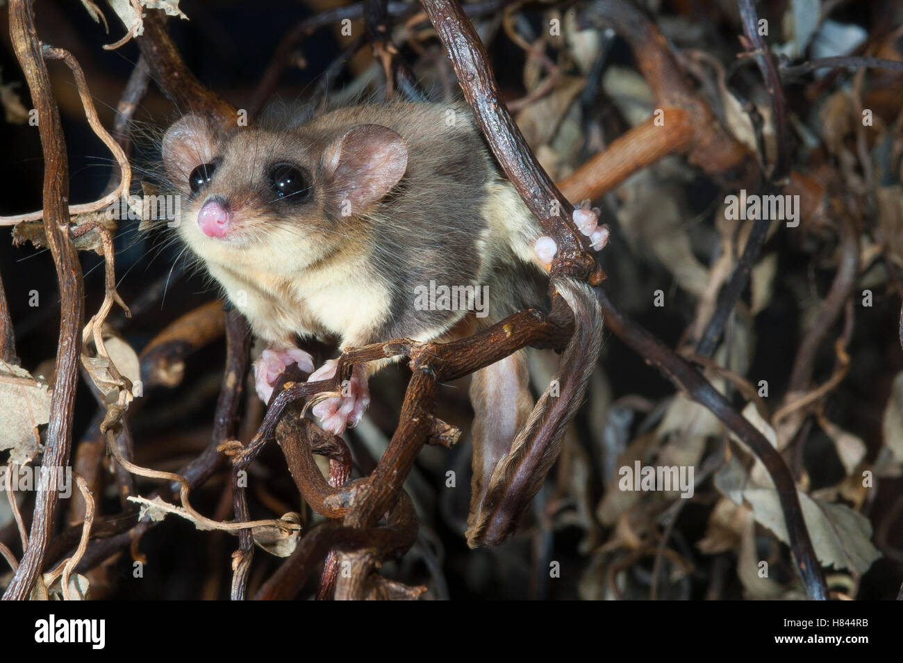 Feathertail Glider (Acrobates pygmaeus), Australia Stock Photo Alamy