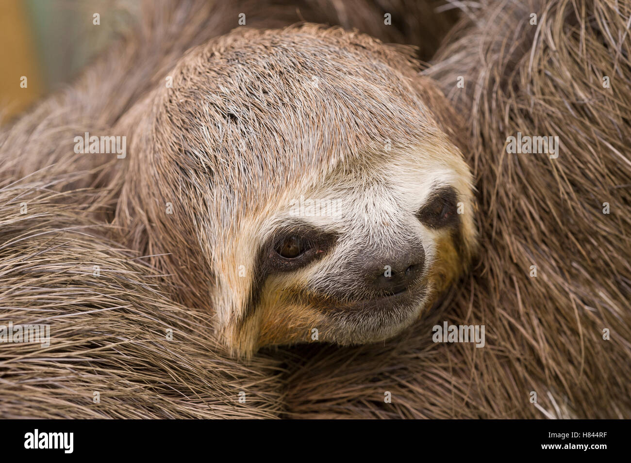 Pale-throated Three-toed Sloth (Bradypus tridactylus), Colombia Stock ...