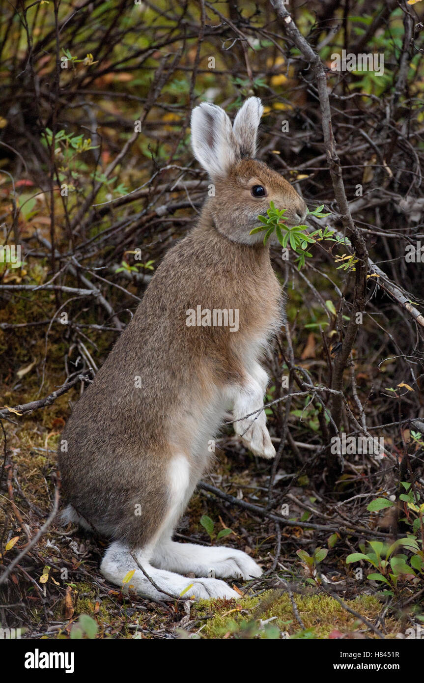 Snowshoe Hare (Lepus americanus) browsing, coat turning white for ...