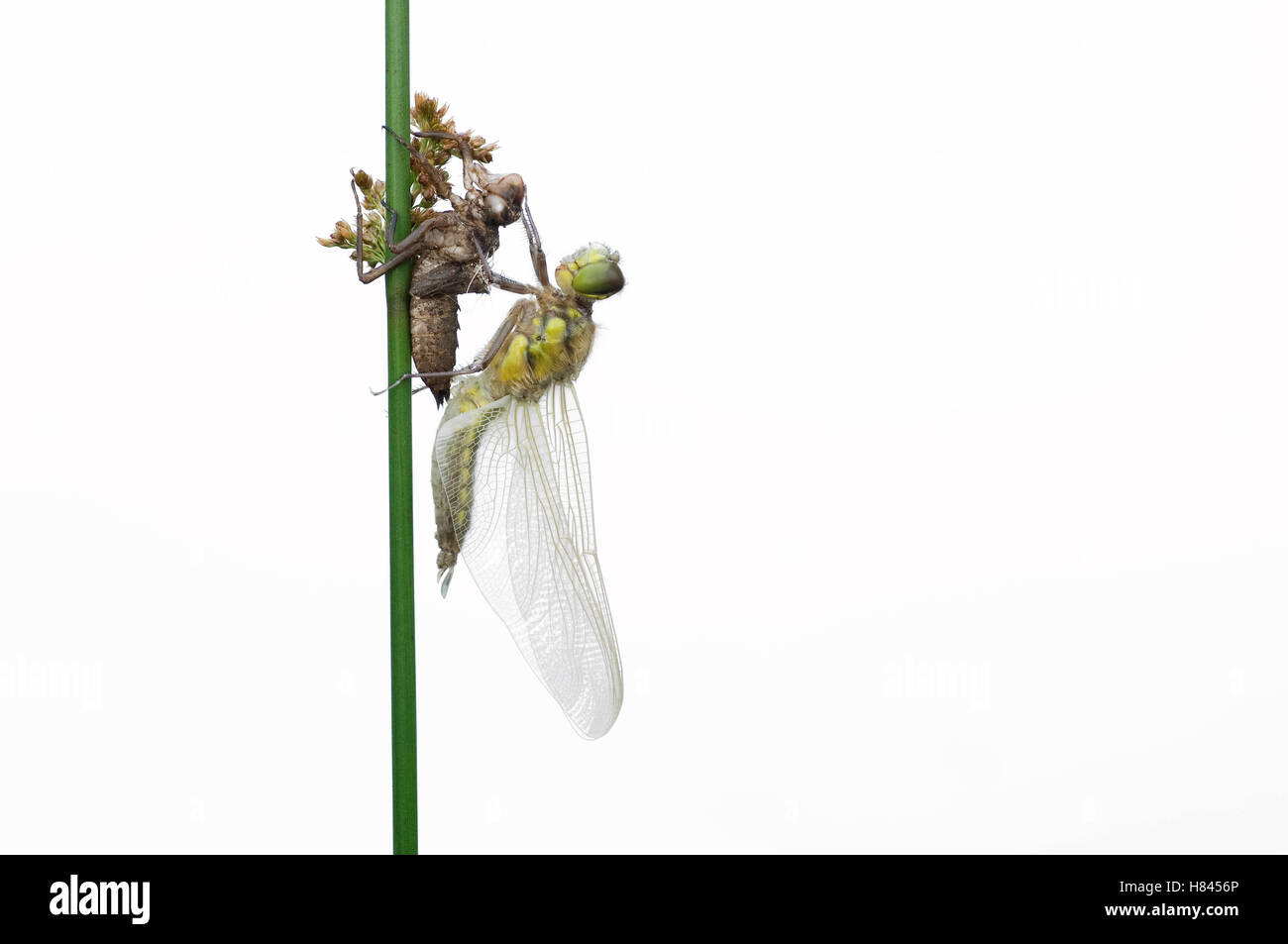 Nymph Casing Four-spotted Chaser (Libellula quadrimaculata) recently emerged from ...