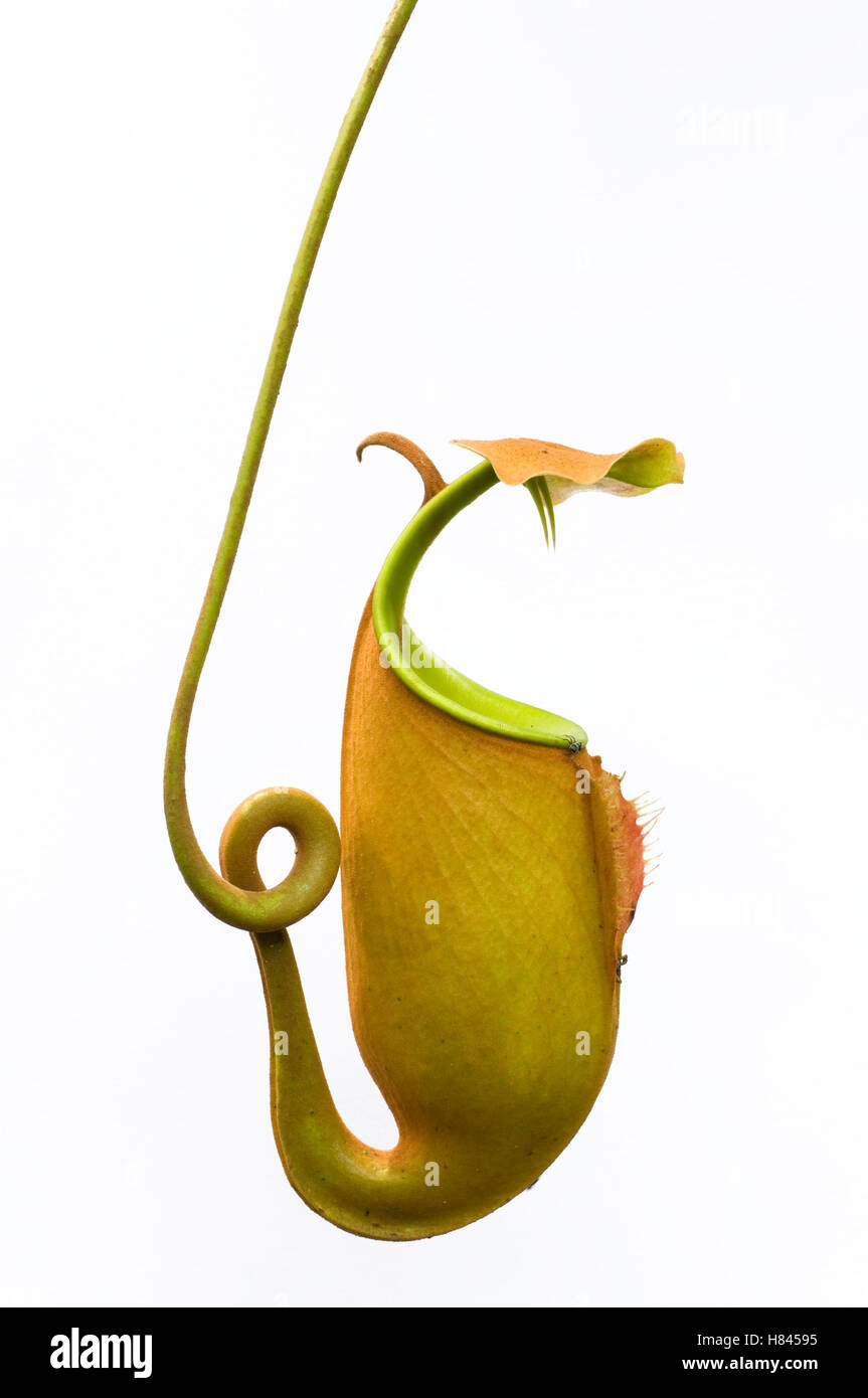 Pitcher Plant (Nepenthes bicalcarata) pitcher, Sarawak, Borneo