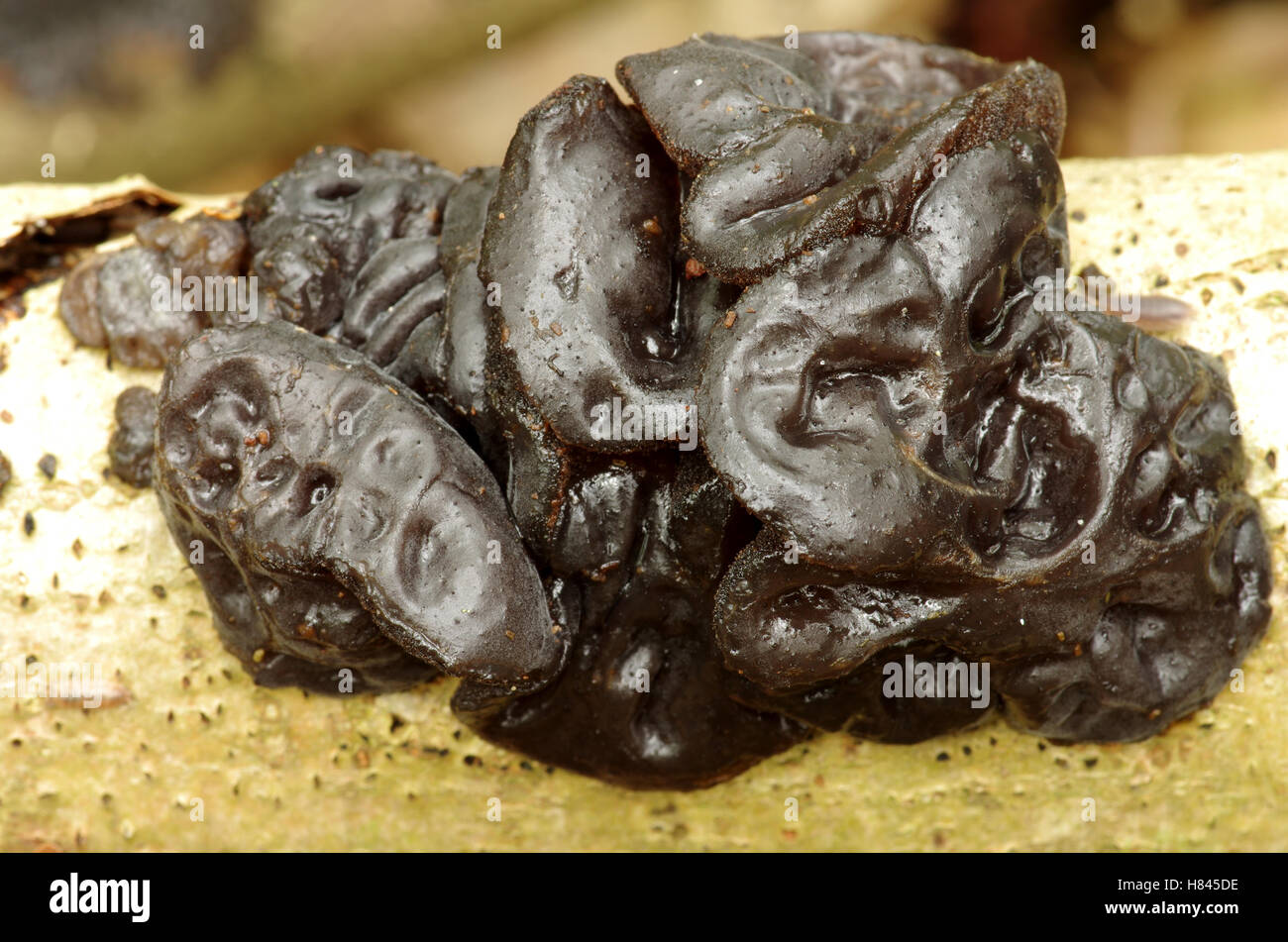 Witches Butter (Exidia truncata) mushroom, Netherlands Stock Photo Alamy