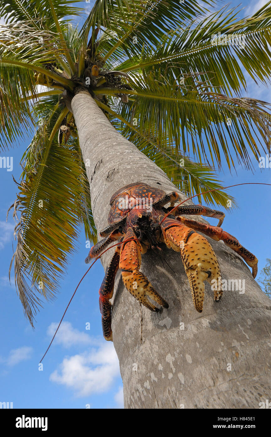 Coconut Crab (Birgus latro) in tree, largest terrestrial invertebrate ...