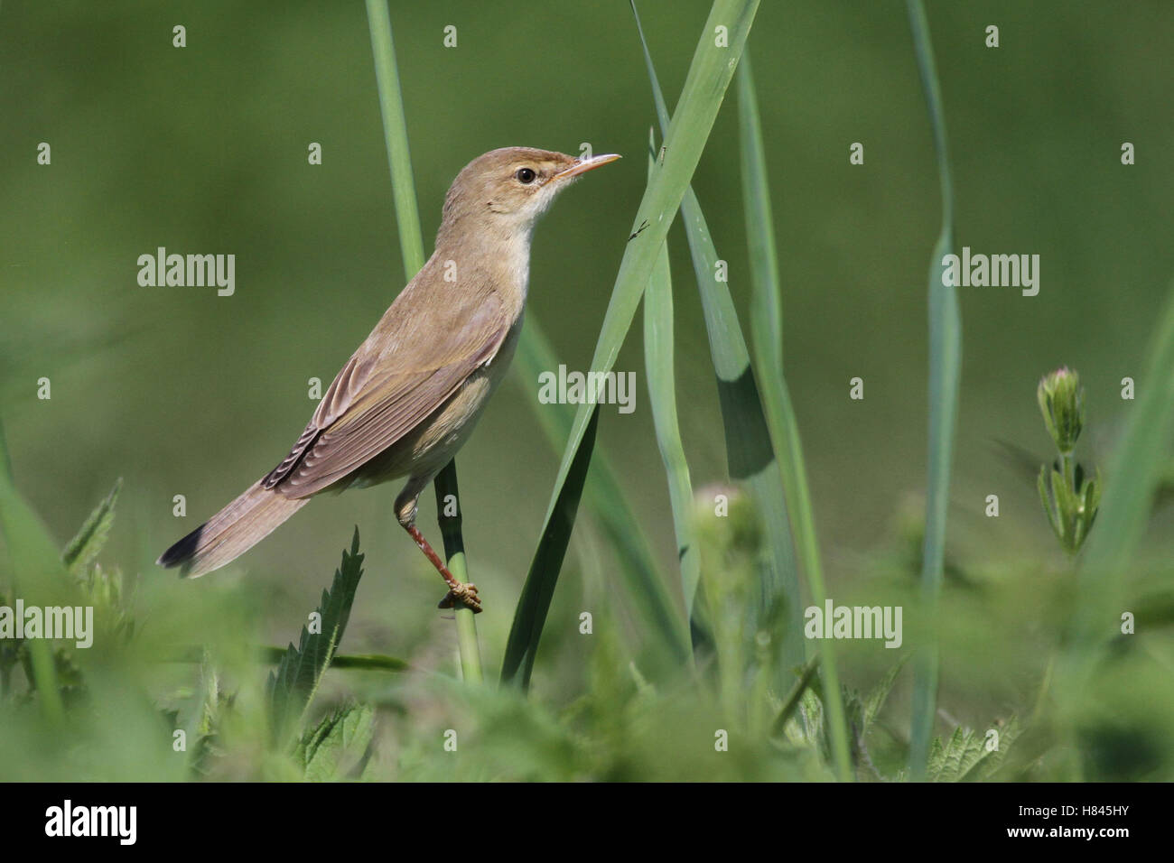 Marsh Warbler (Acrocephalus palustris), Switzerland Stock Photo Alamy