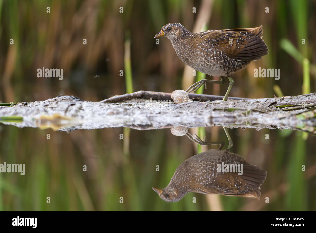 Spotted Crake (Porzana porzana) on shore, Germany Stock Photo Alamy