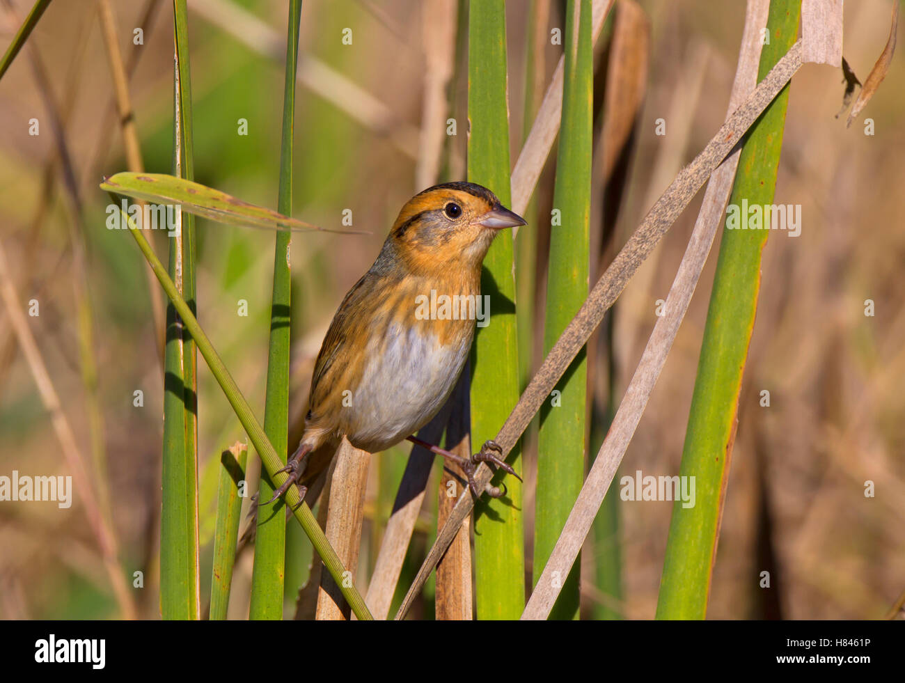 Nelson's Sparrow (Ammodramus nelsoni), Ohio Stock Photo - Alamy