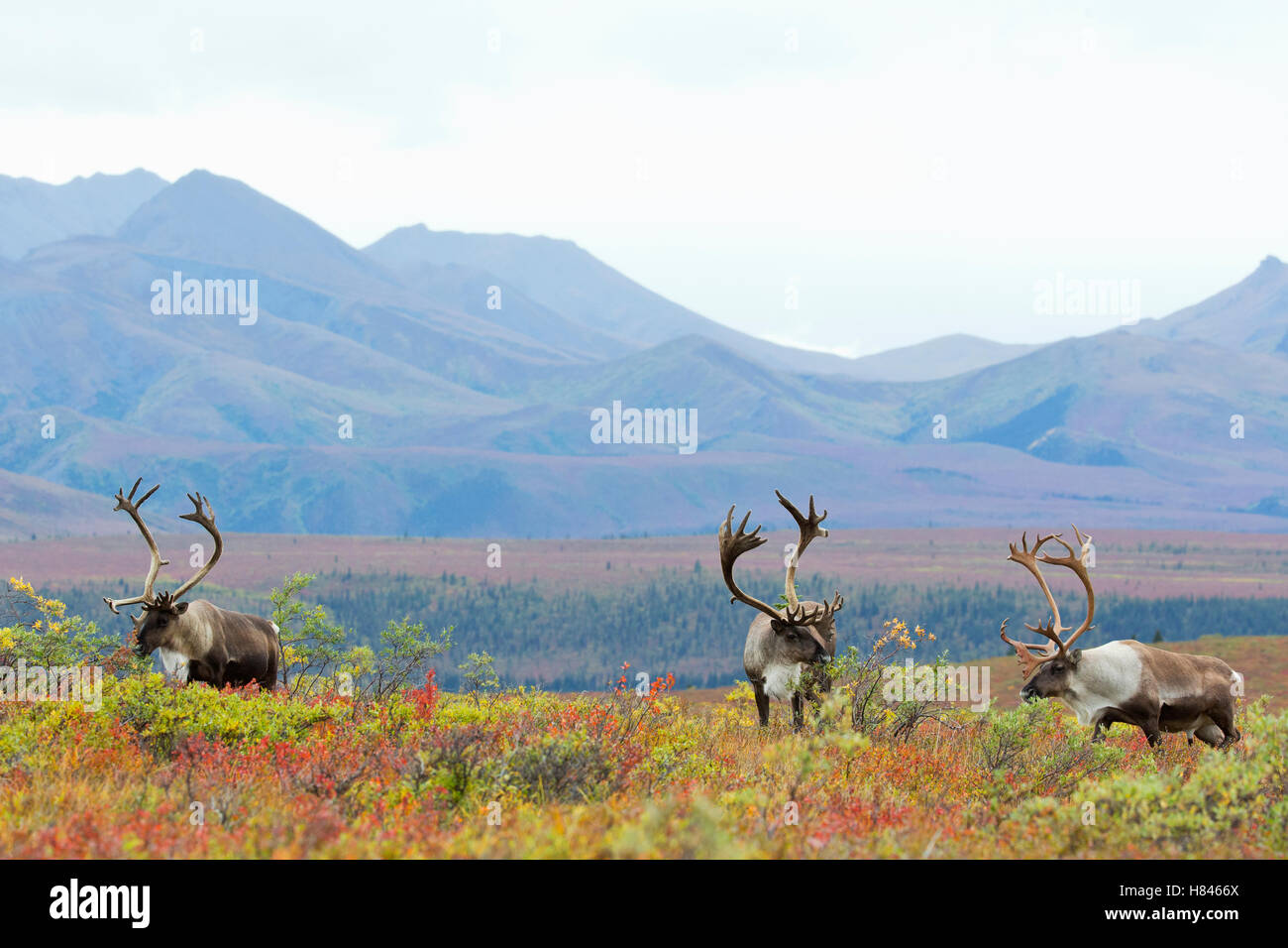Barren-ground Caribou (Rangifer tarandus groenlandicus) bulls on tundra