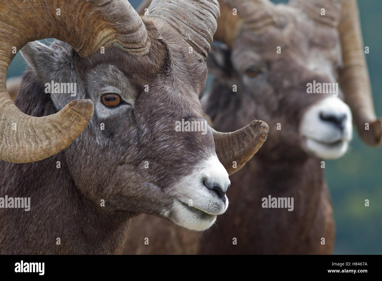 Bighorn Sheep (Ovis canadensis) rams, Canada Stock Photo - Alamy