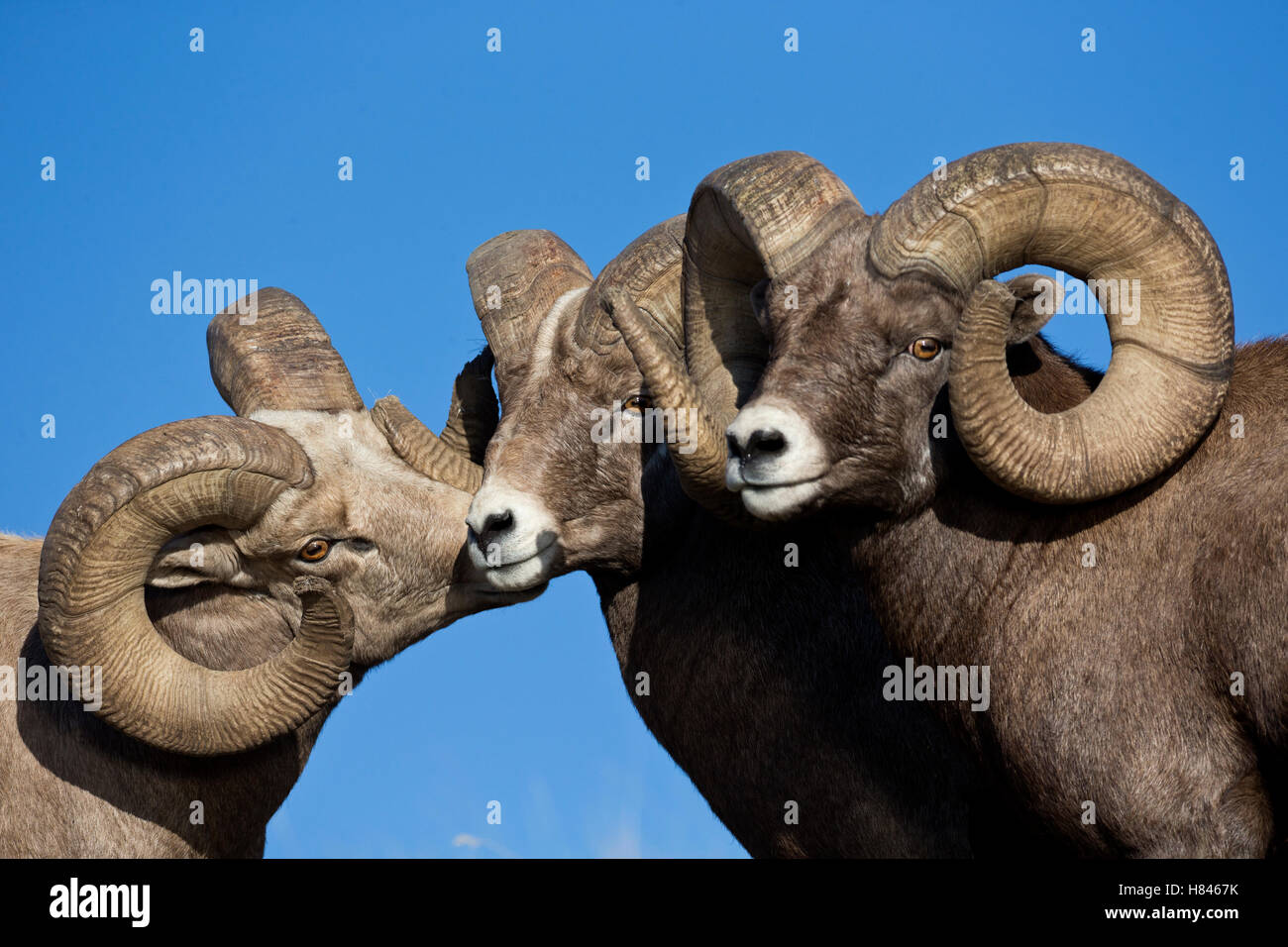 Bighorn Sheep (Ovis canadensis) rams posturing during rut, Montana ...