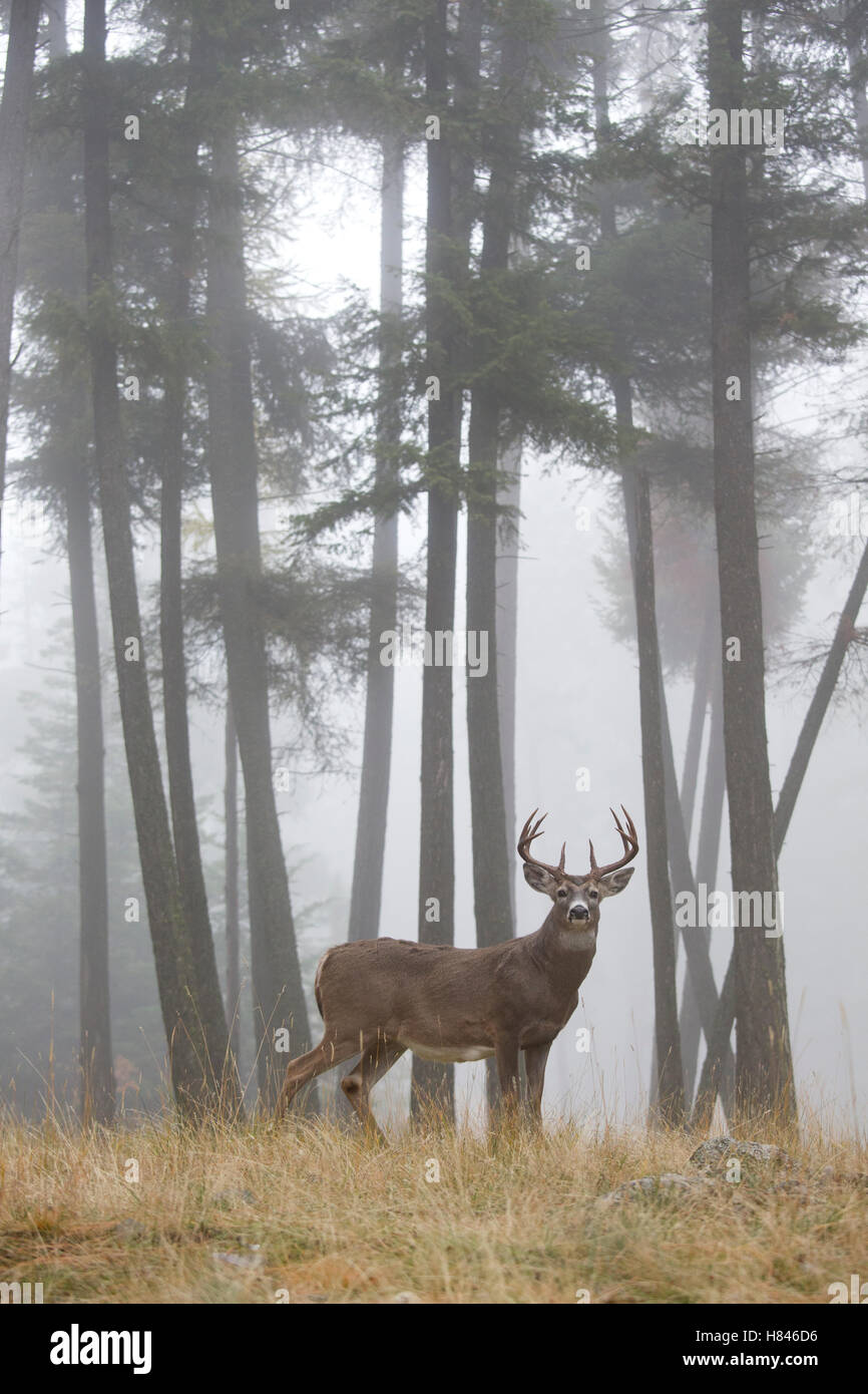 Whitetailed Deer (Odocoileus virginianus) buck in fog, Montana Stock