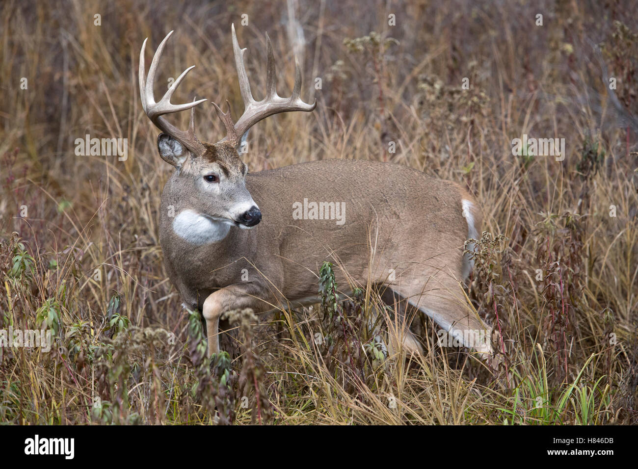 Whitetailed Deer (Odocoileus virginianus) buck, Montana Stock Photo
