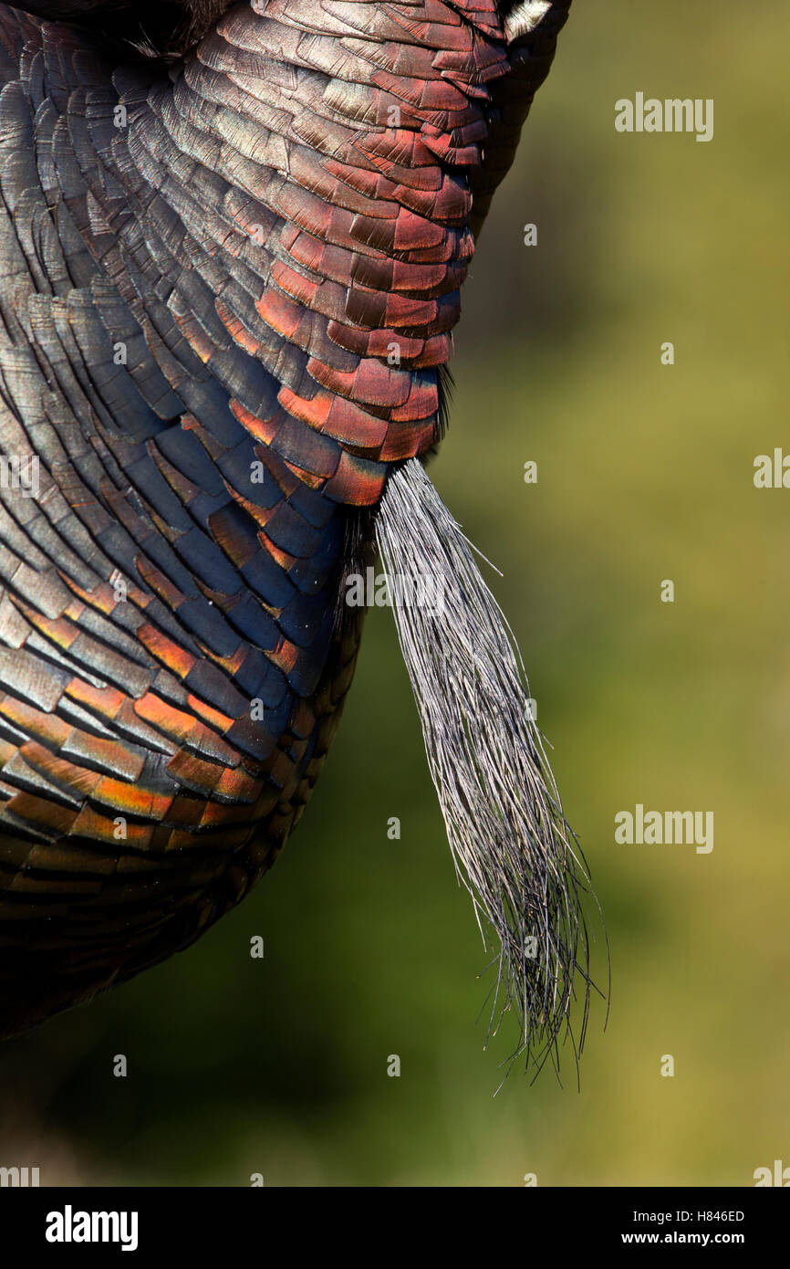 Wild Turkey (Meleagris gallopavo) feathers of male called a beard