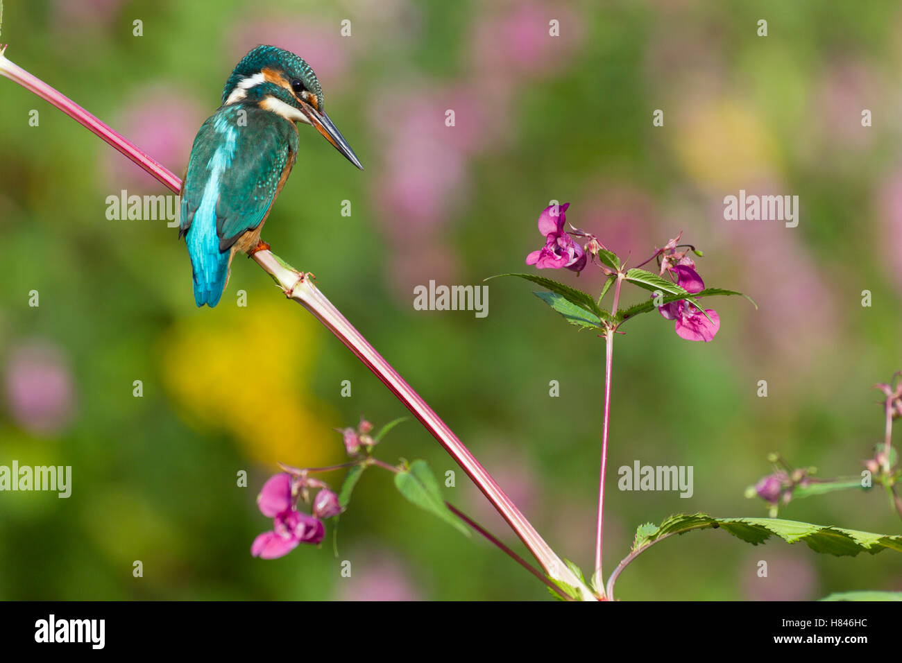 Common Kingfisher (Alcedo atthis) on Himalayan Balsam (Impatiens glandulifera), Germany Stock Photo