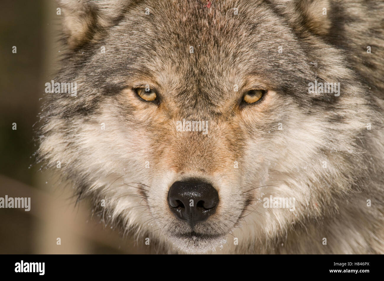 Gray Wolf (Canis lupus) portrait, North America Stock Photo - Alamy