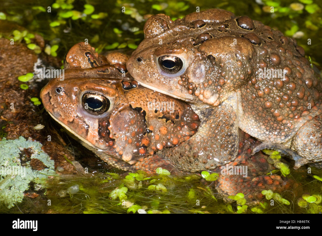 American Toad (Bufo americanus) pair in amplexus, Huron Meadows Metropark, Michigan Stock Photo ...