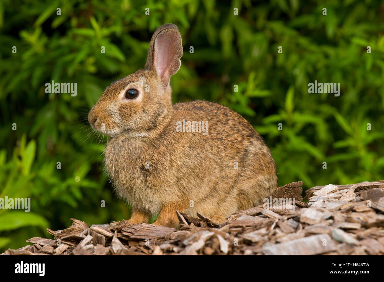 Cottontail Rabbit (Syvilagus sp), Connecticut Stock Photo - Alamy