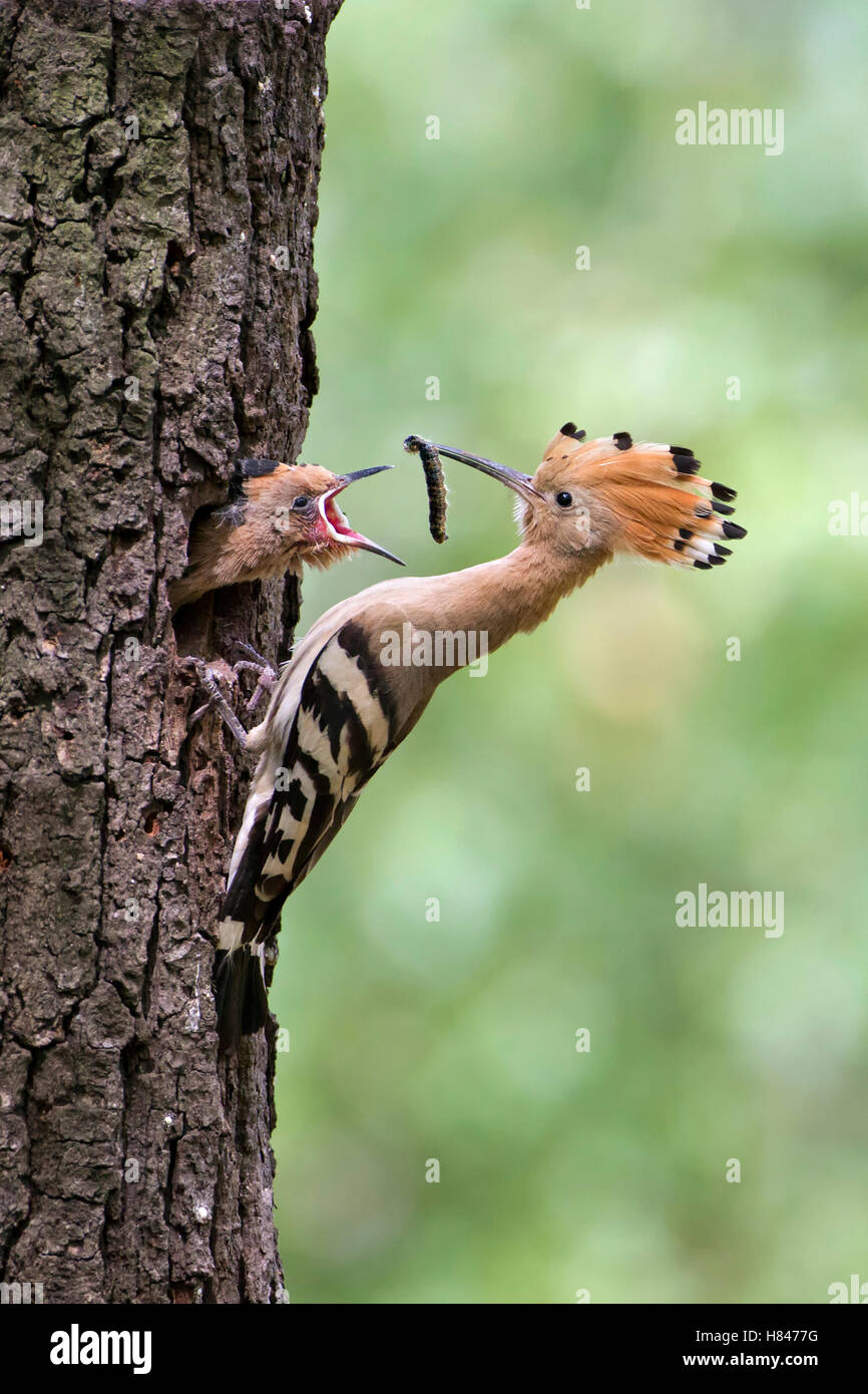 eurasian-hoopoe-upupa-epops-feeding-chick-in-nest-cavity-saxony