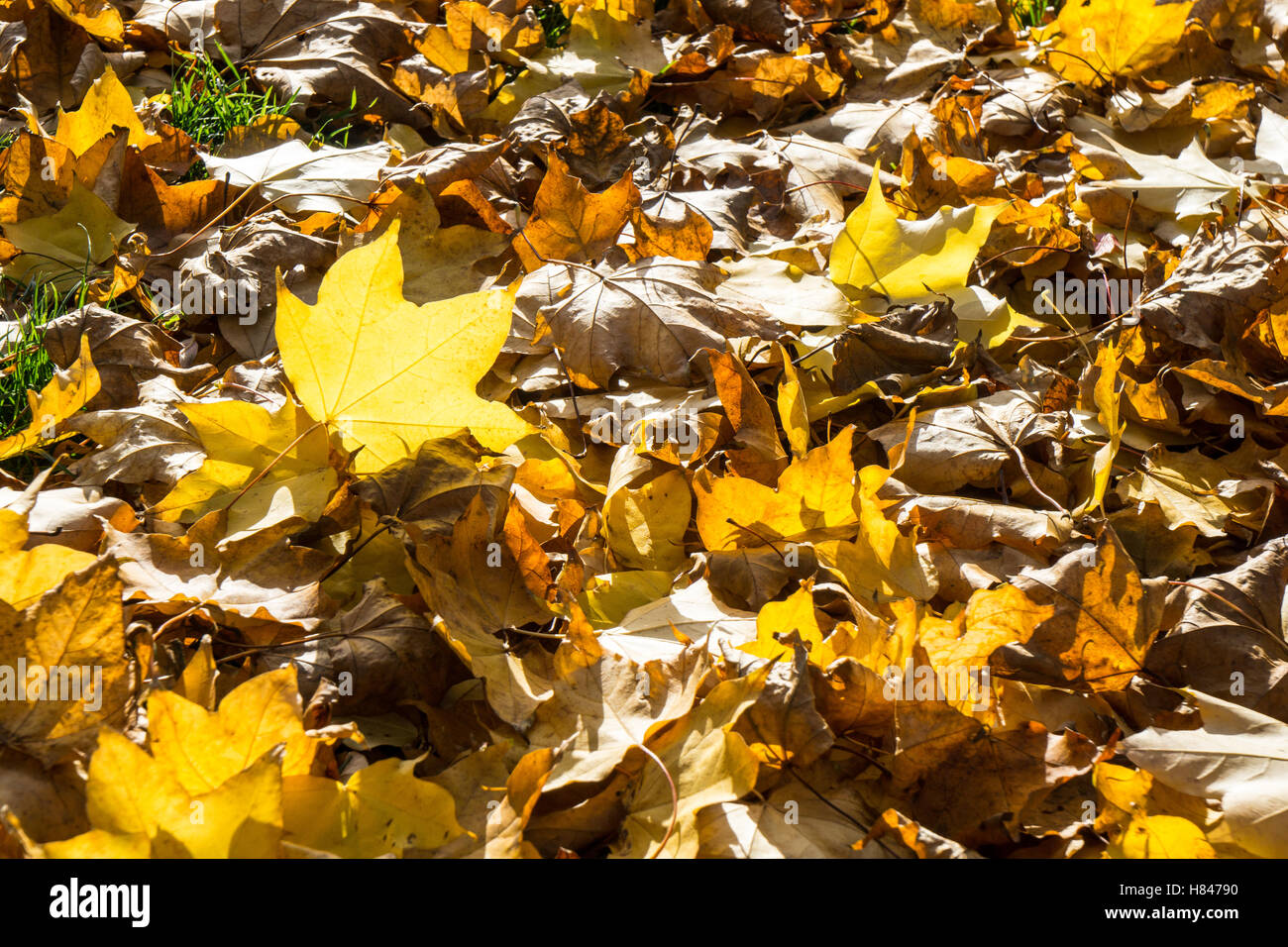 Golden autumn leaves covering hi-res stock photography and images - Alamy