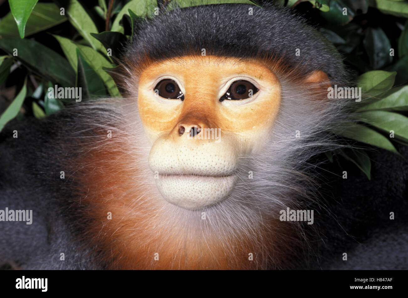 Gray-shanked Douc (Pygathrix cinerea), native to Asia Stock Photo - Alamy