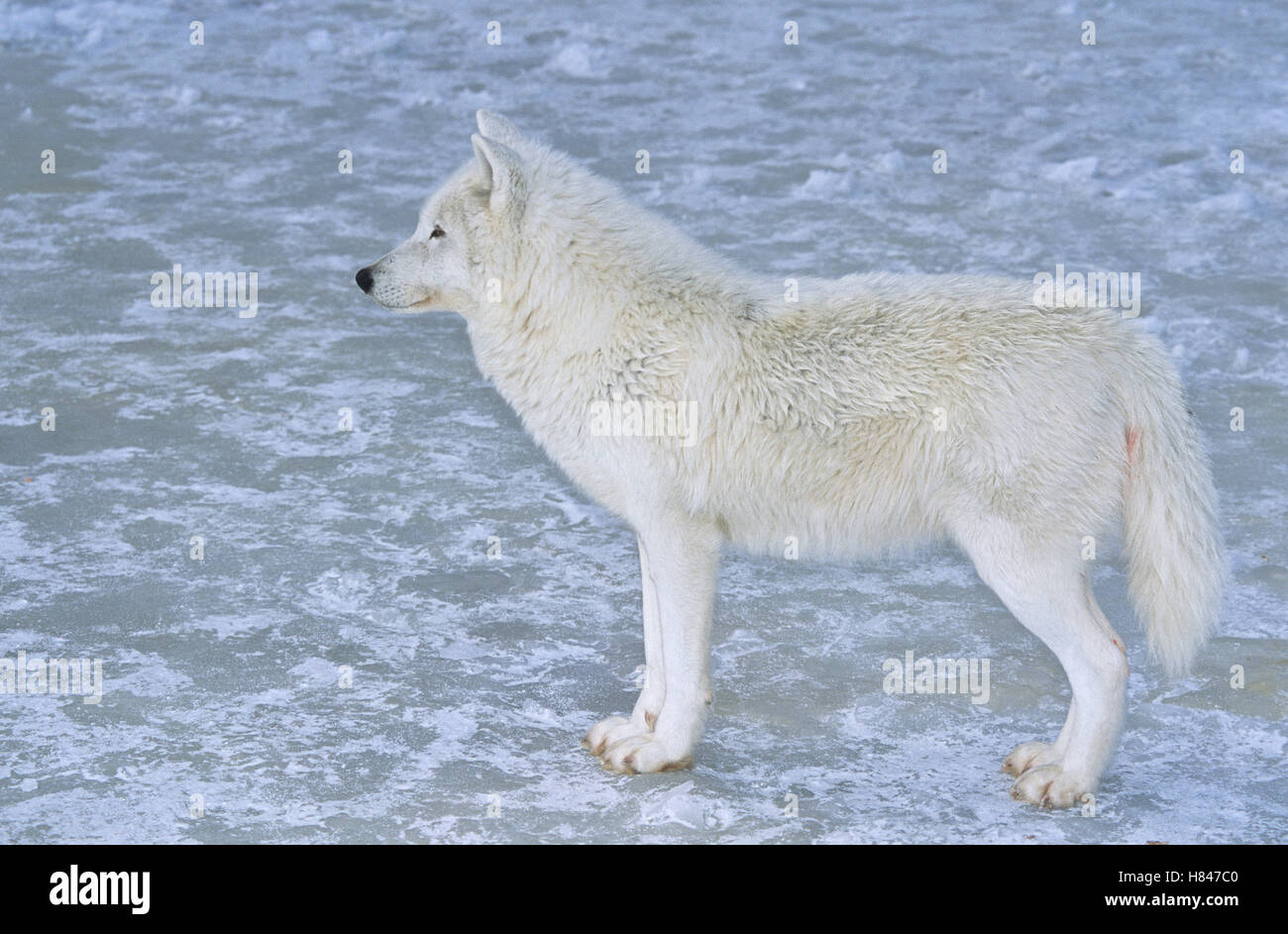 Arctic Wolf (Canis lupus), Omega Park, Montebello, Quebec, Canada Stock