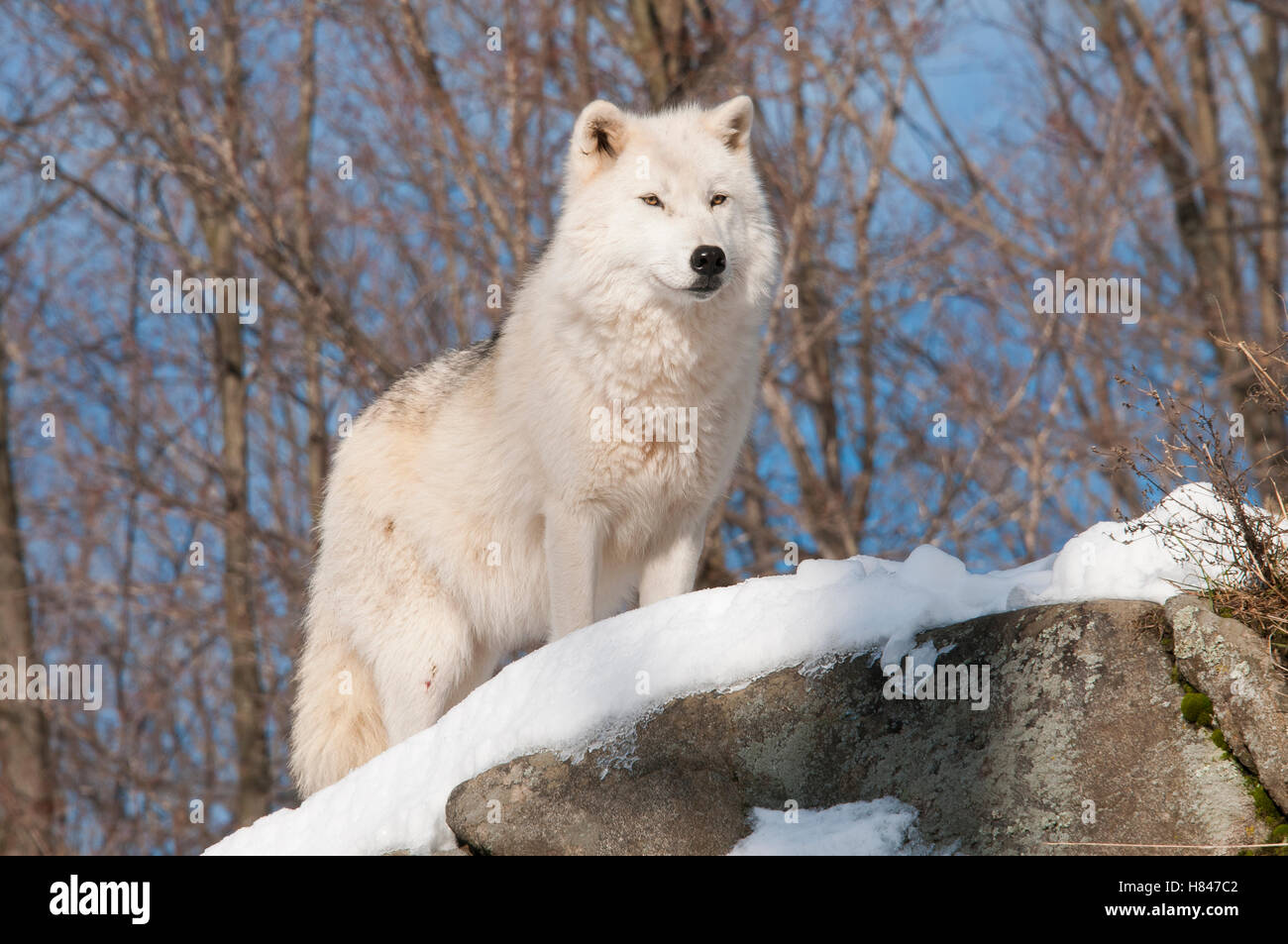 Arctic Wolf (Canis lupus), Omega Park, Montebello, Quebec, Canada Stock
