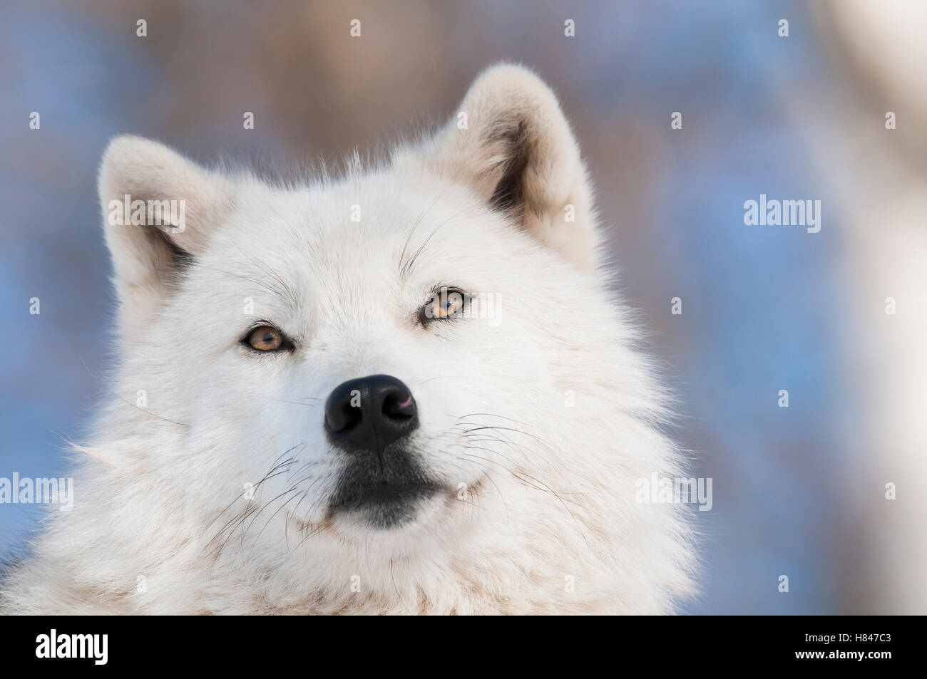 Arctic Wolf (Canis lupus), Omega Park, Montebello, Quebec, Canada Stock