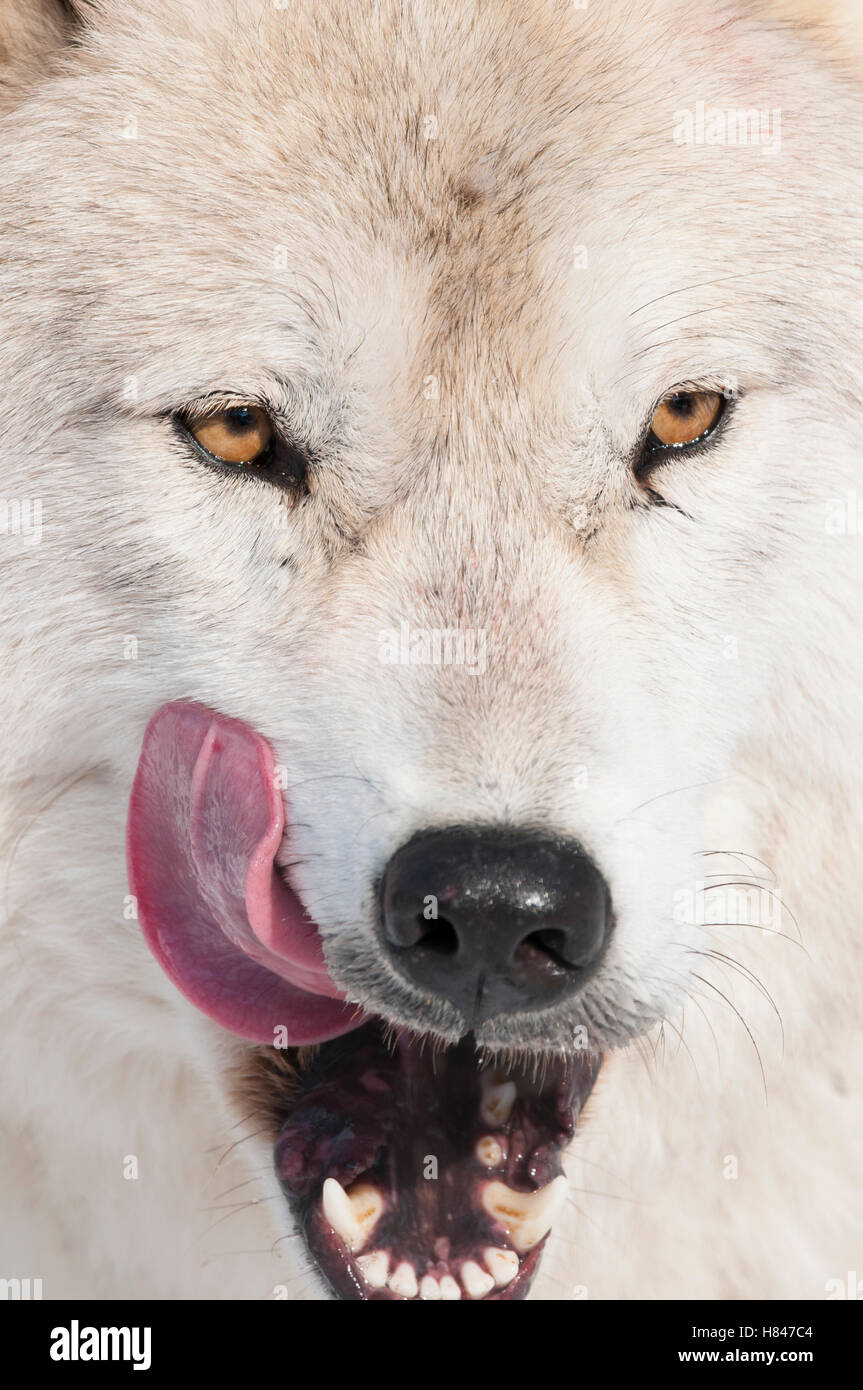 Arctic Wolf (Canis lupus) licking chops, Omega Park, Montebello, Quebec
