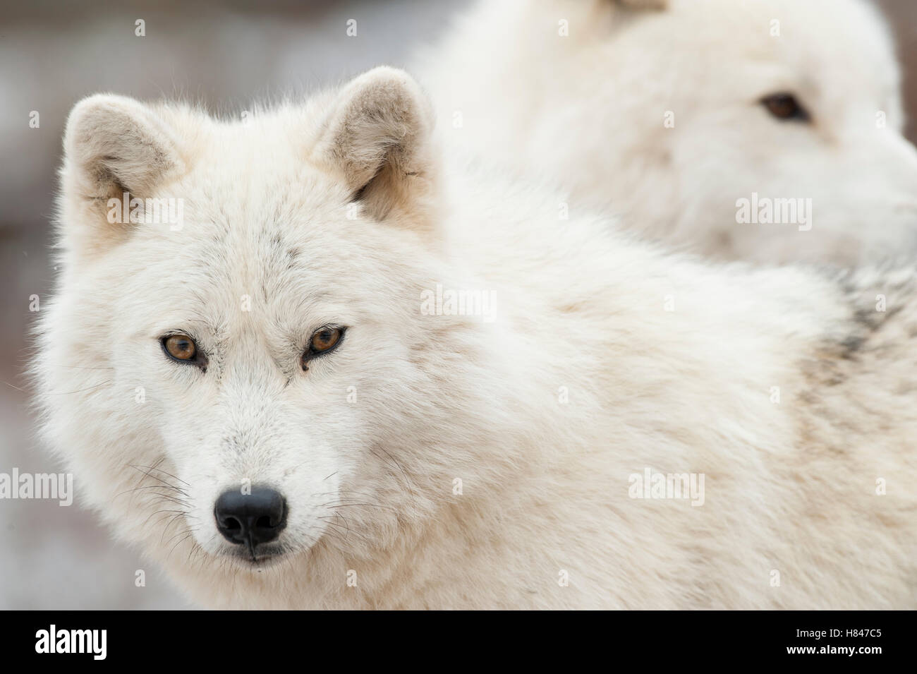 Arctic Wolf (Canis lupus) pair, Omega Park, Montebello, Quebec, Canada