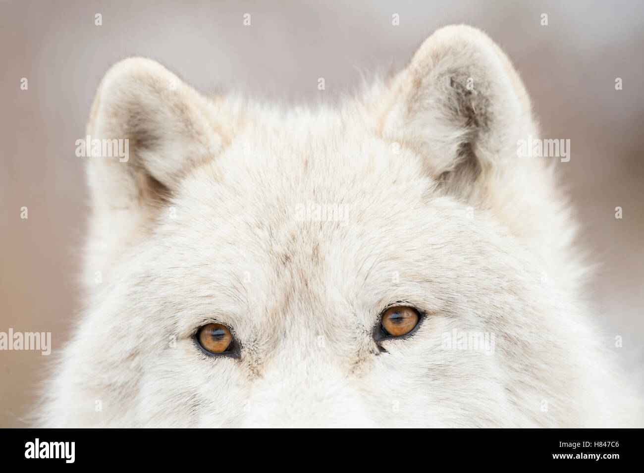 Arctic Wolf (Canis lupus) eyes, Omega Park, Montebello, Quebec, Canada