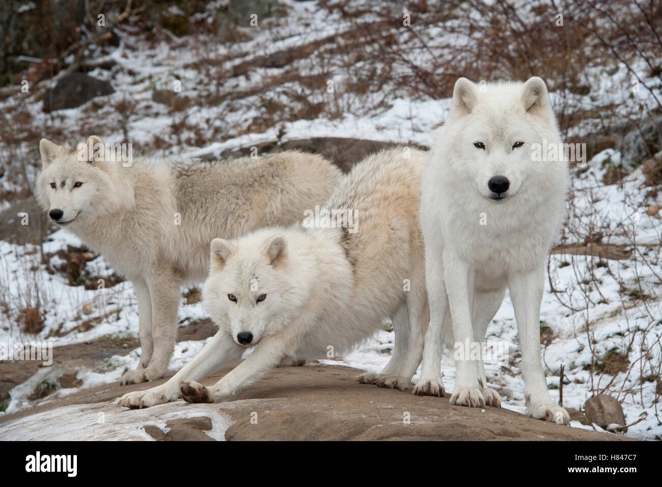 Arctic Wolf (Canis lupus) trio, Omega Park, Montebello, Quebec, Canada