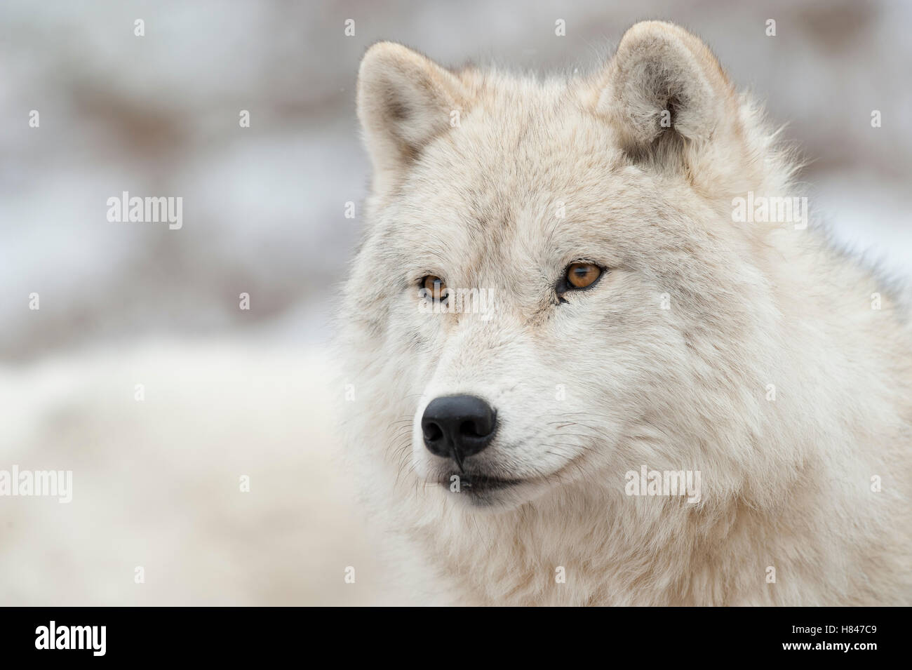 Arctic Wolf (Canis lupus), Omega Park, Montebello, Quebec, Canada Stock