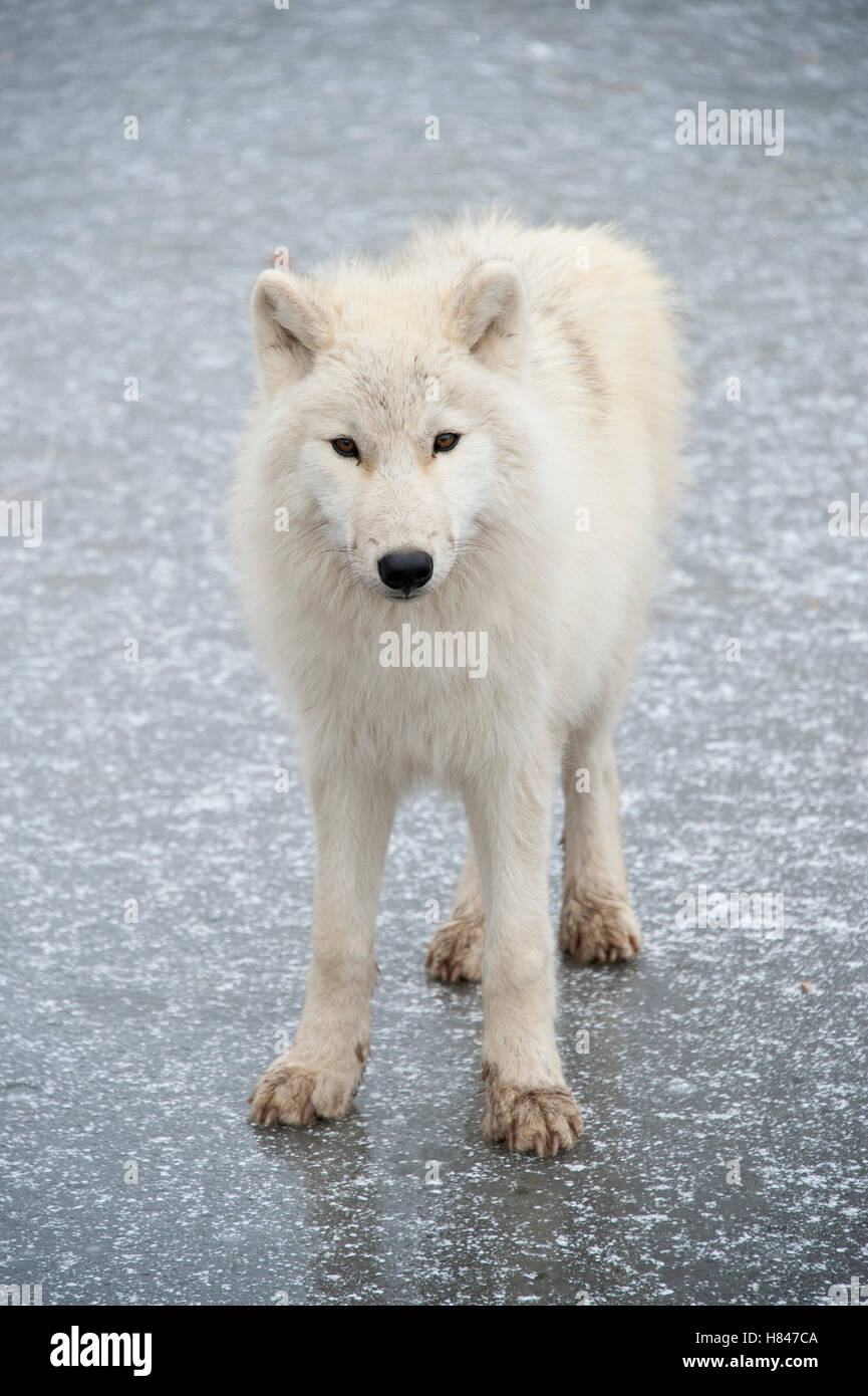 Arctic Wolf (Canis lupus) on ice, Omega Park, Montebello, Quebec