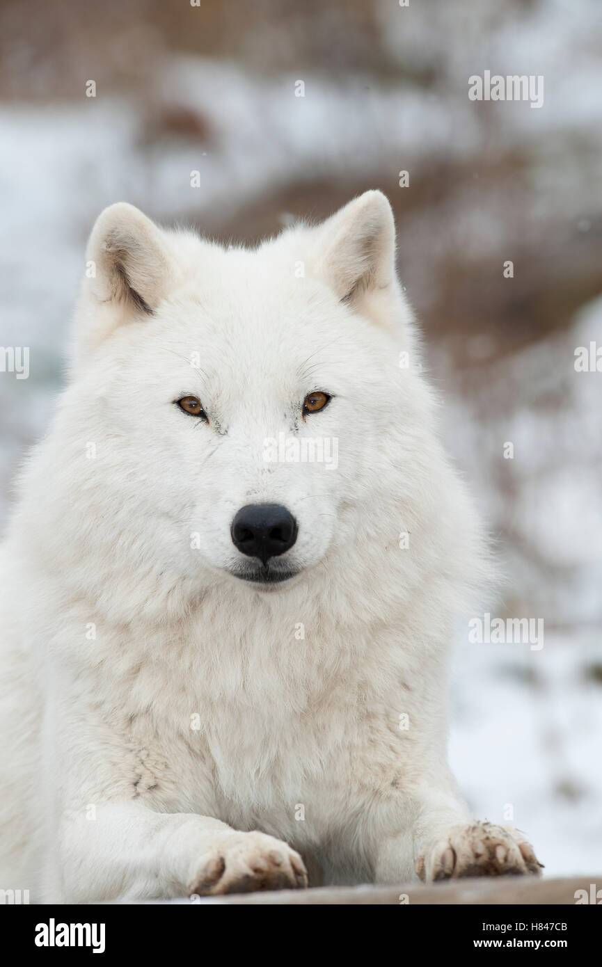 Arctic Wolf (Canis lupus), Omega Park, Montebello, Quebec, Canada Stock