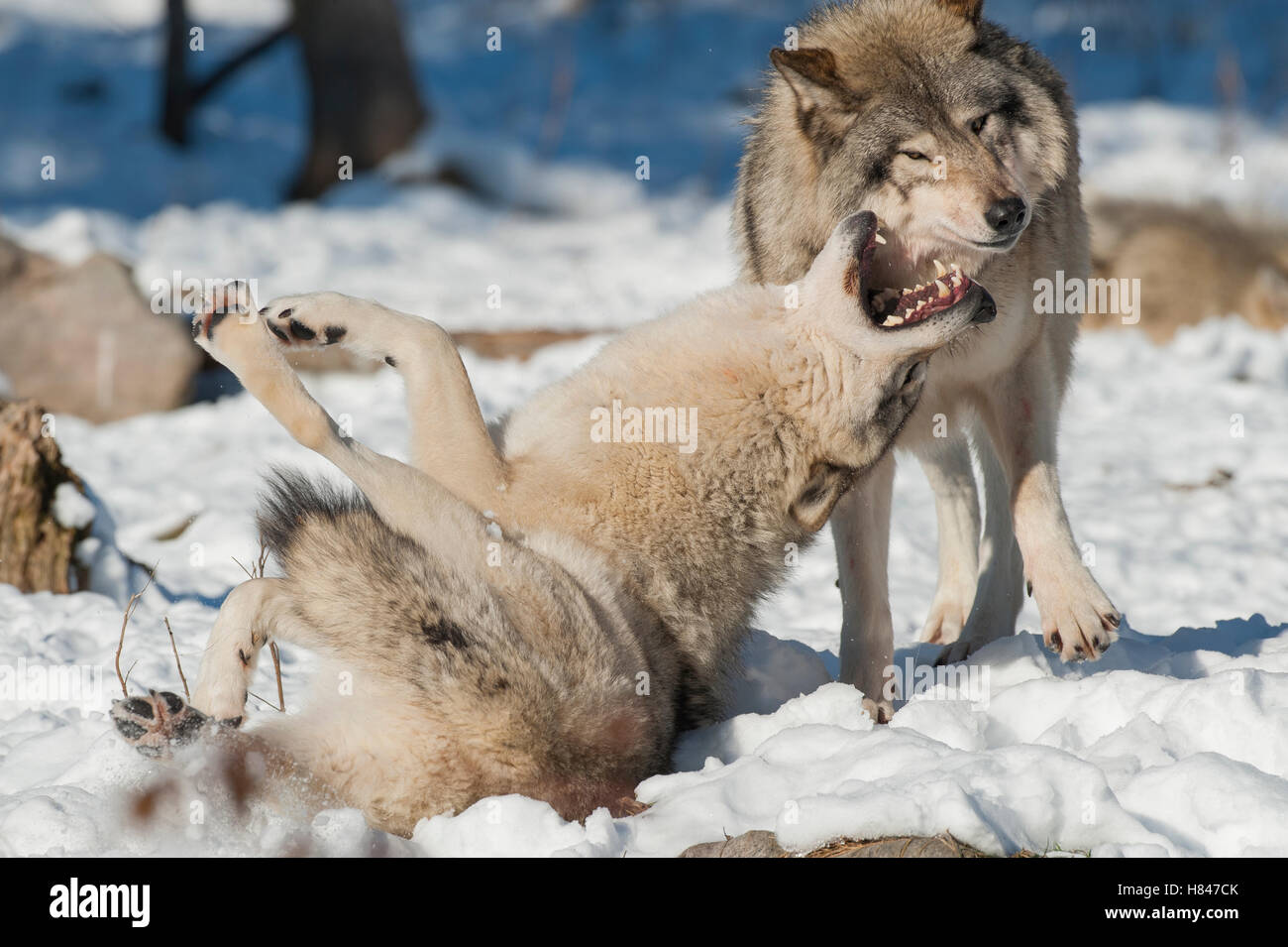 Eastern Wolf Canis Lupus Showing Submissive Behavior To Dominant Individual Omega Park 