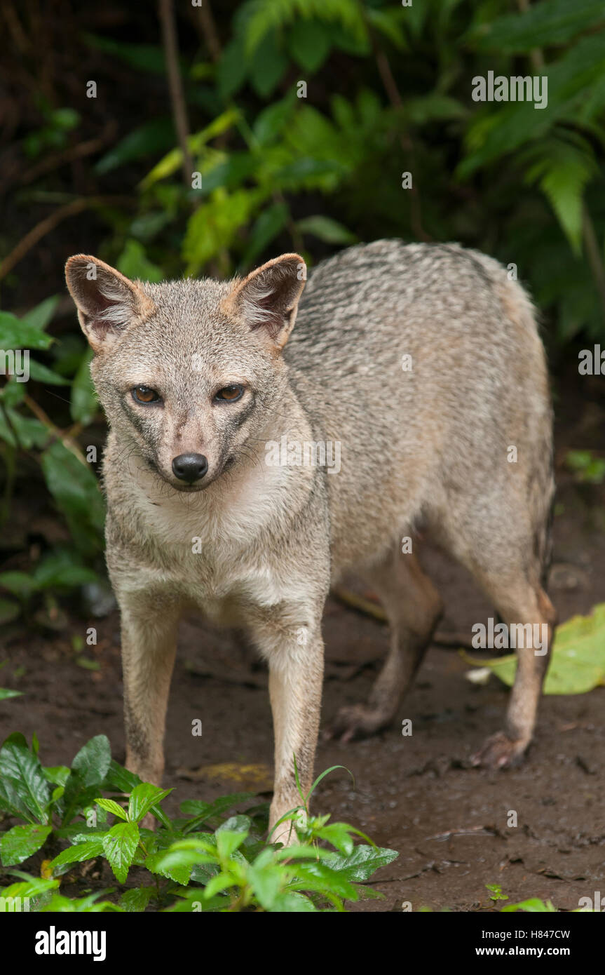 Crabeating Fox (Cerdocyon thous), native to South America Stock Photo